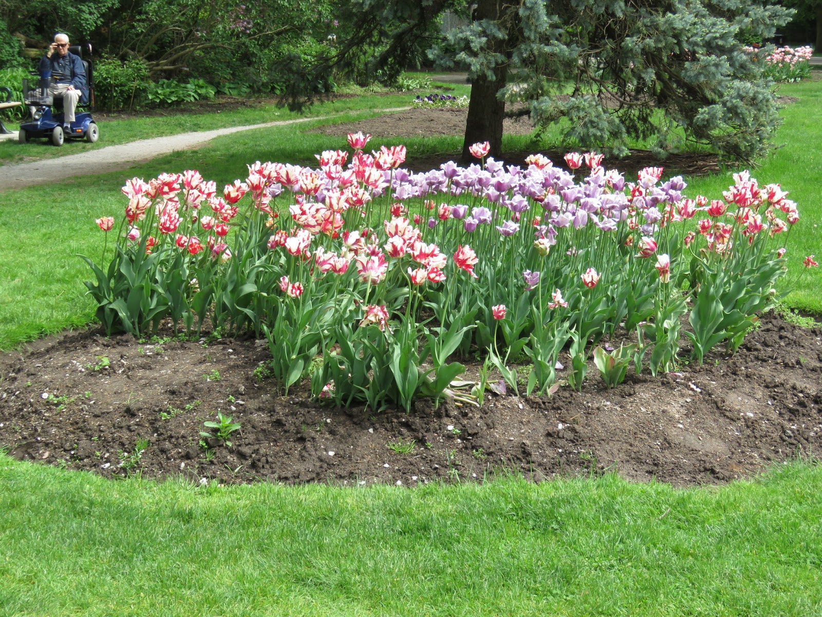 Bird Photos, Birding Sites, Bird Information: FLOWERS AT LAWRENCE PARK