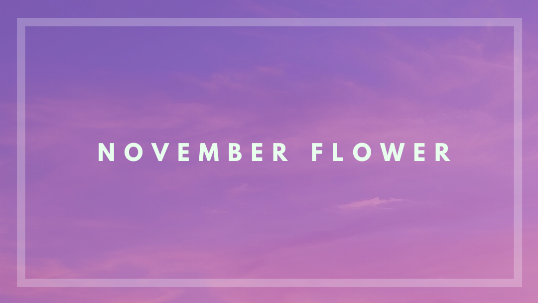 November Flower