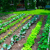 Outdoor Vegetable Garden Design : 24 Fantastic Backyard Vegetable Garden Ideas - Based in atlanta, valerie liles has been writing about landscape and garden design since 1980.