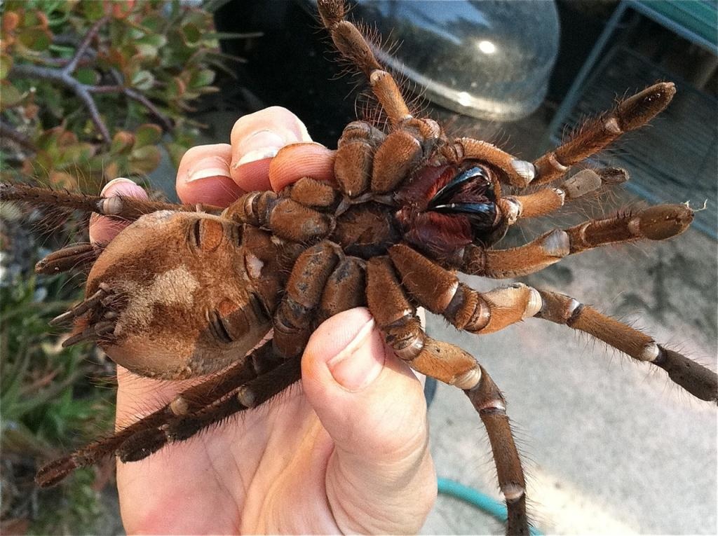 plus grosse araignée du monde
