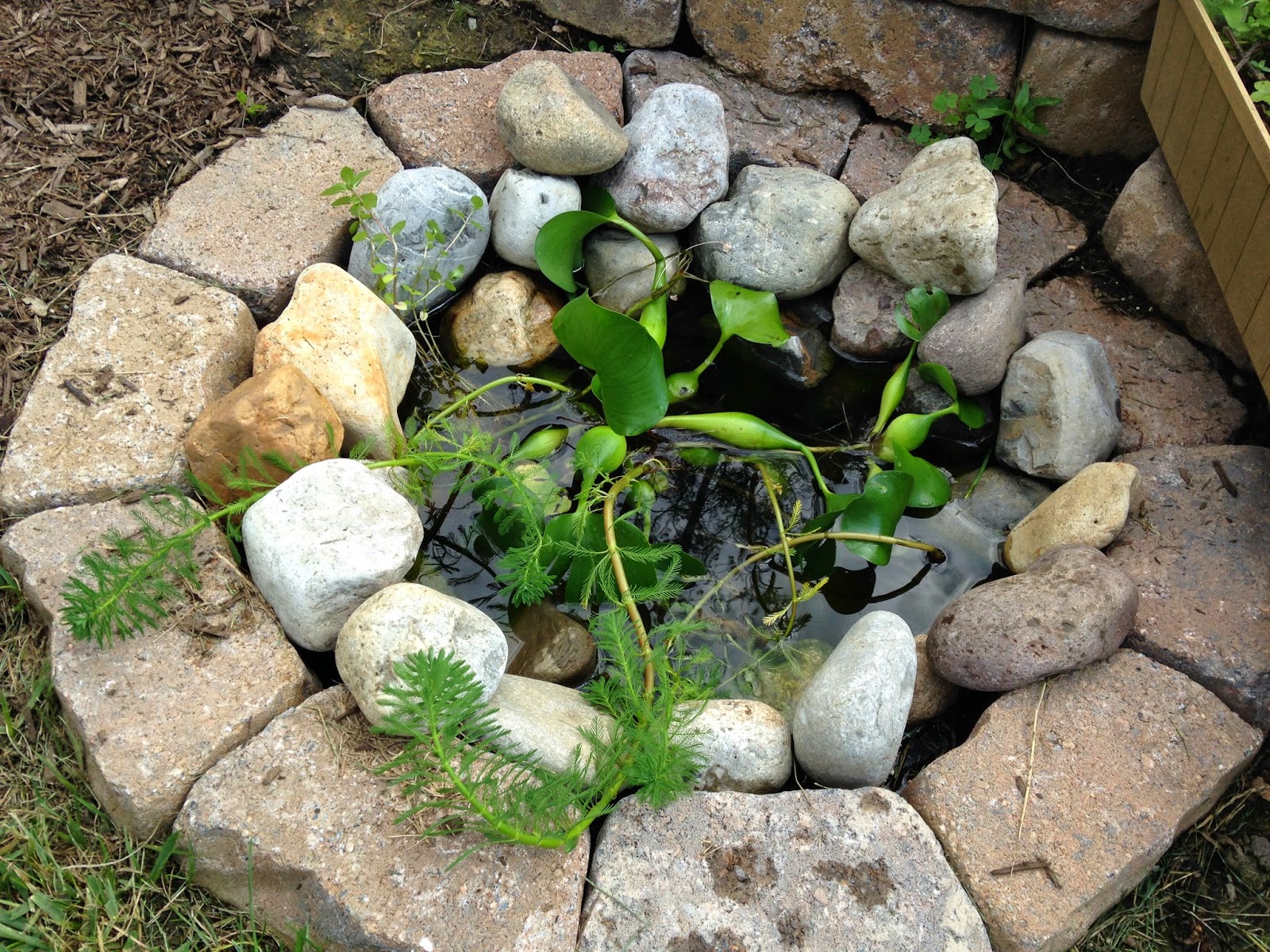 Aquaponics Alive! Herb Spiral Thriving