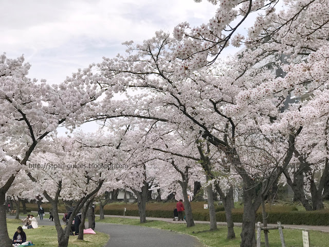 Kaiseizan Park Koriyama Sakura Fukushima