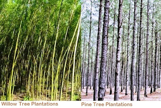 Tree Plantation Business