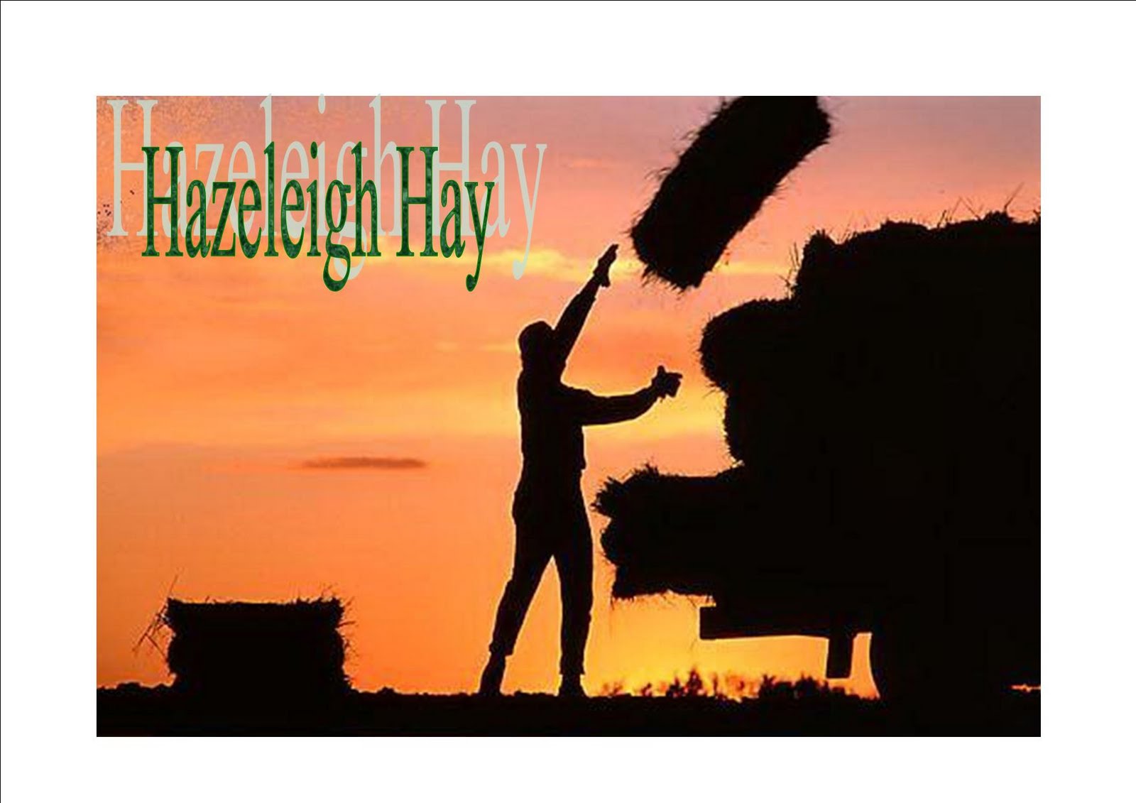 East Essex Smallholders Chitchat Hazy Hay for Sale