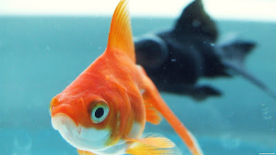 ALL-IN-ONE WALLPAPERS: Beautiful Fish Widescreen Desktop Wallpapers