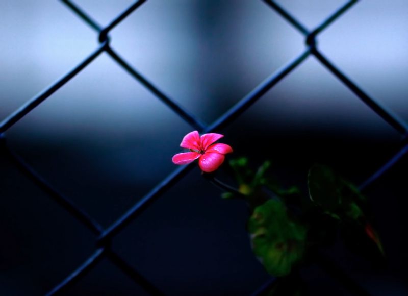 Flor delante de una valla
