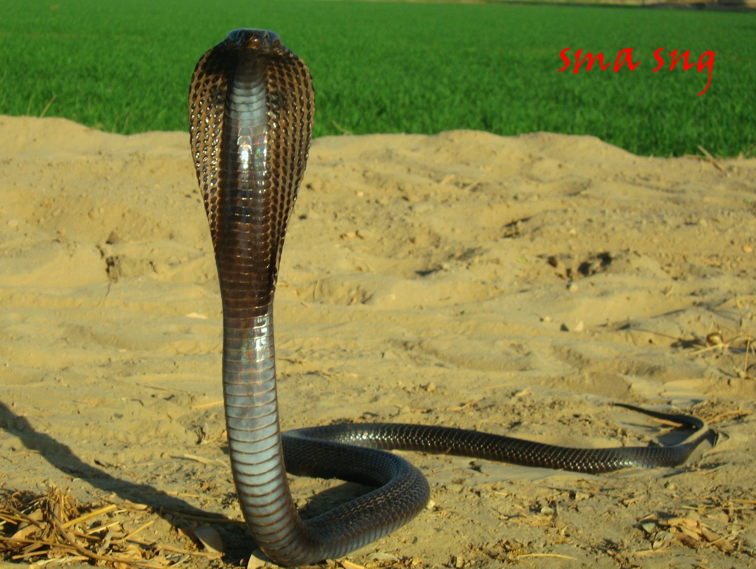 змея кобра королевская. живые кобры. гнездо королевской кобры. королевская кобра окрас. самая большая королевская кобра.