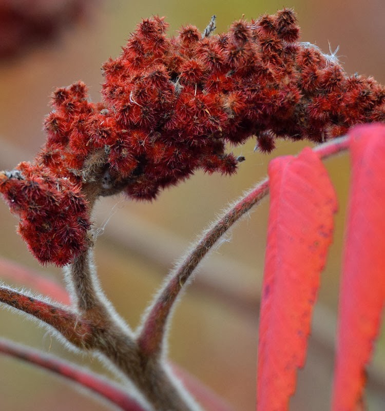 The branches of Staghorn Sumac are furry like a stag's antlers when in velvet.
