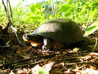 Image of a Blanding turtle