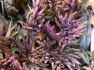 leaves bleeding such colour pretty heart