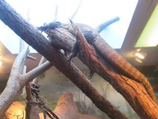 Komodo dragon in Singapore Zoo