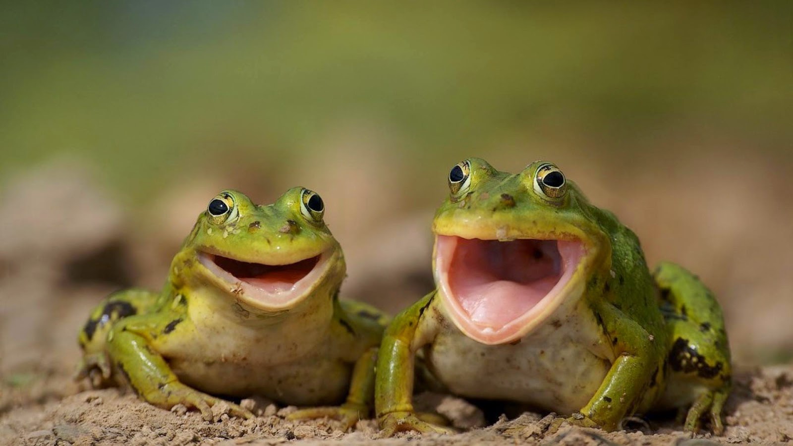You name of toad if you lick it youcan die Excellent name of toad if you lick it youcan die also