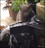 Manipulated Cat GIF • Cat trying to drink fountain water. Epic fail, poor cat, he’s just catching the splashes 💦