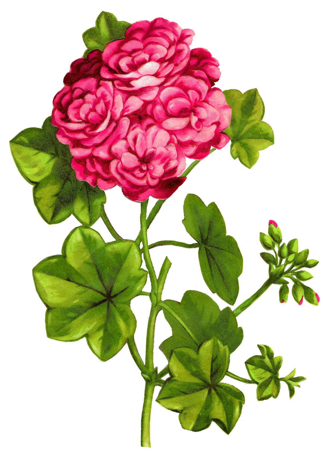 The Graphics Monarch: Royalty-Free Flower Digital Clipart Pink Geranium