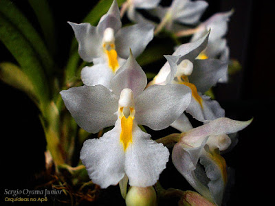 Orquídea Rodriguezia venusta