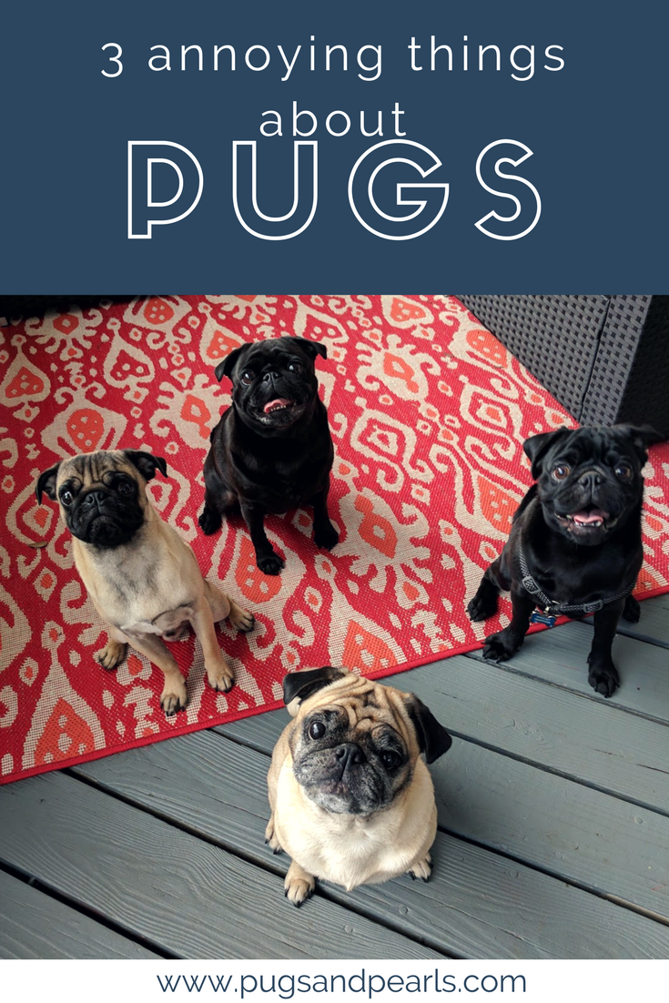 things about pugs
