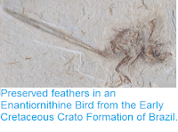 http://sciencythoughts.blogspot.co.uk/2015/06/preserved-feathers-in-enantiornithine.html