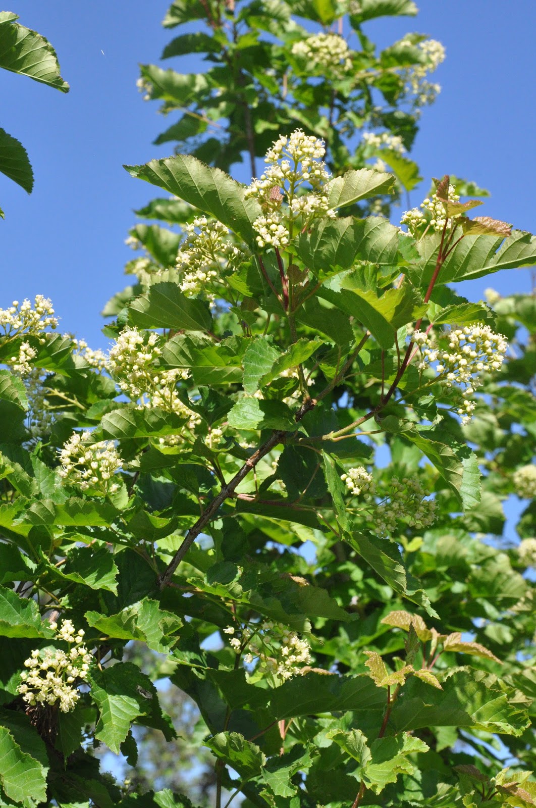 COHorts Options for Small Flowering Trees﻿