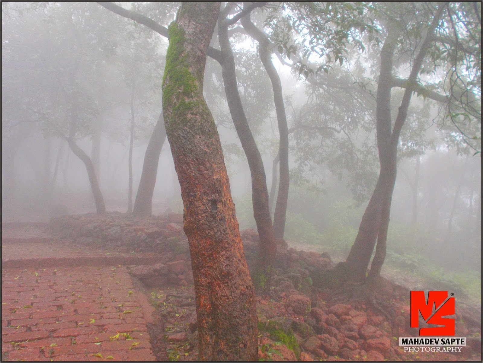 Satara Mahabaleshwar Pratapgad Thoseghar Kas Pathar & Sahyadri