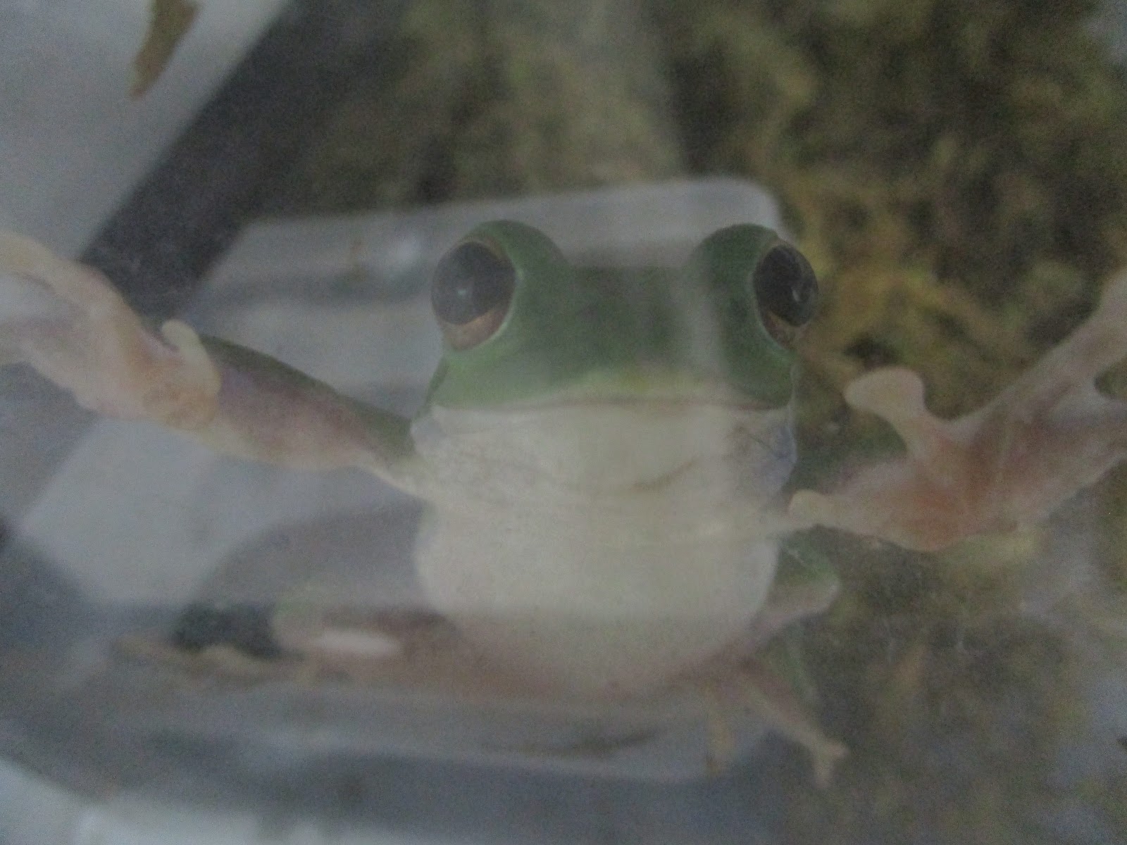 ほっと行動学 ゼミ生のtくんが飼育しているモリアオガエル ごめんね 私は餌はあげられないよ Tくんじゃないから