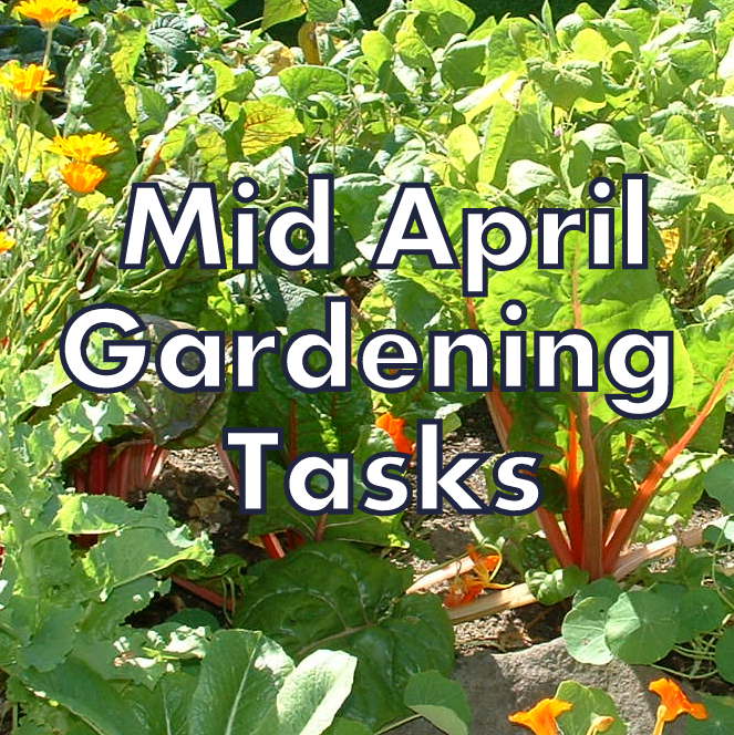Gardening with Red Hill Planting for Mid April