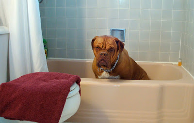 Scared-Boxer-hiding-in-bathtub