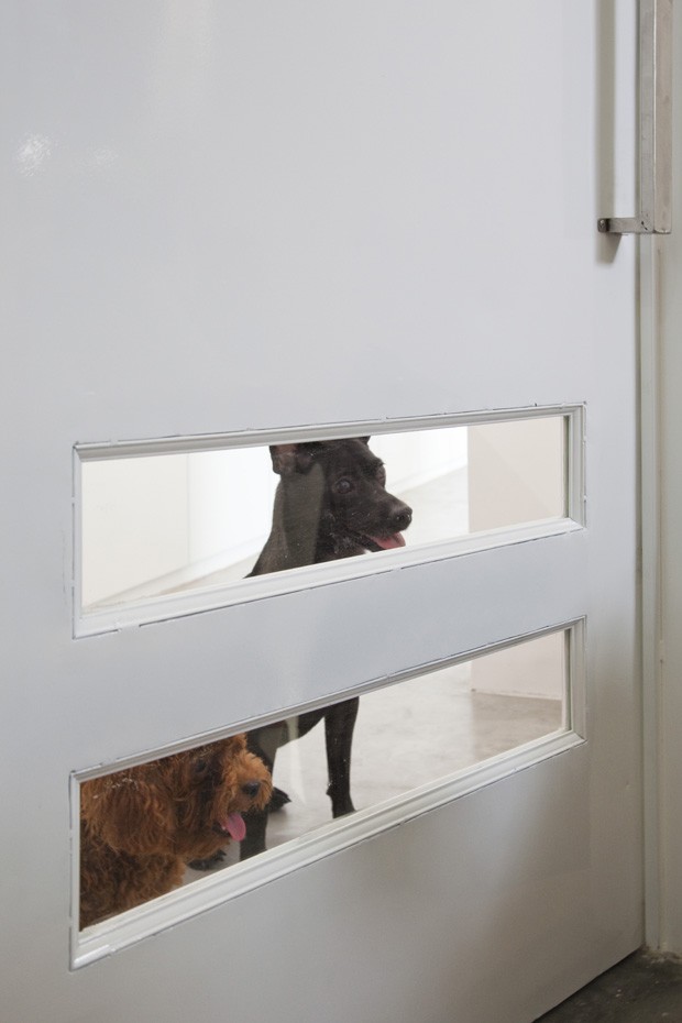 Como adaptar residências para cães