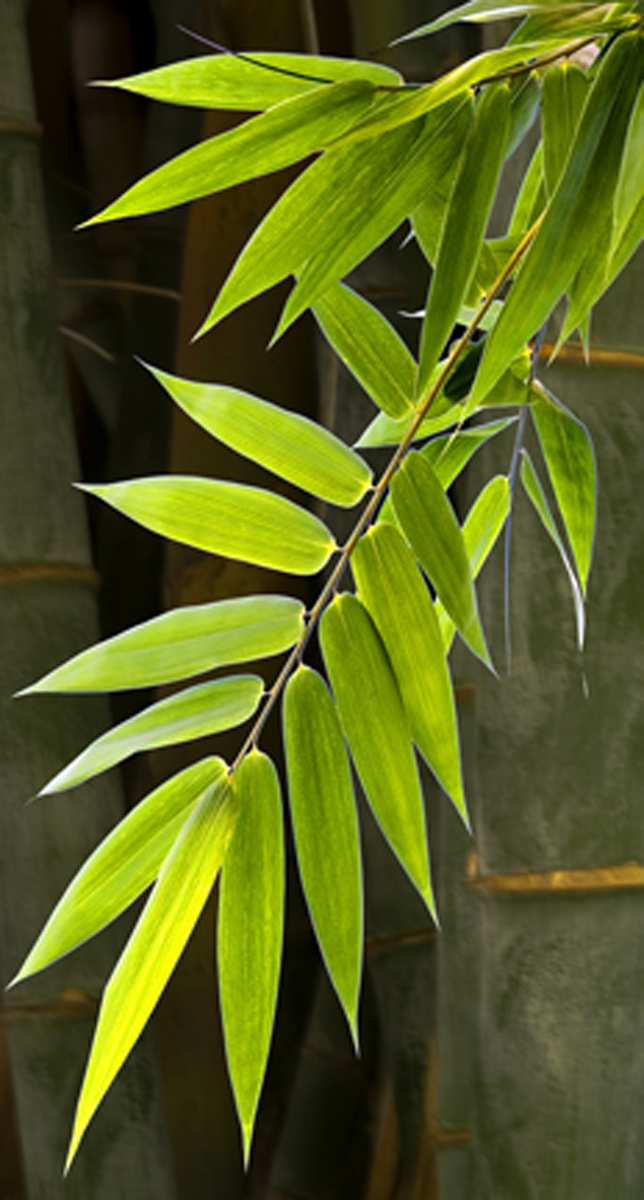 Bamboo Lamp Photo Bamboo Leaves
