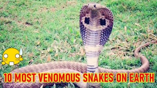 10 Most Venomous Snakes on Earth