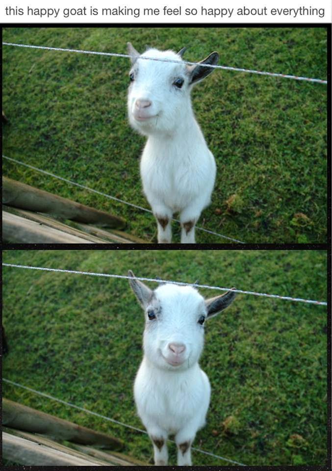 This happy goat is making feel so happy about everything Joke All You Can
