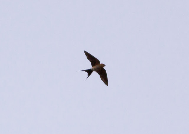 Red-rumped Swallow - East Lane Park, Hull