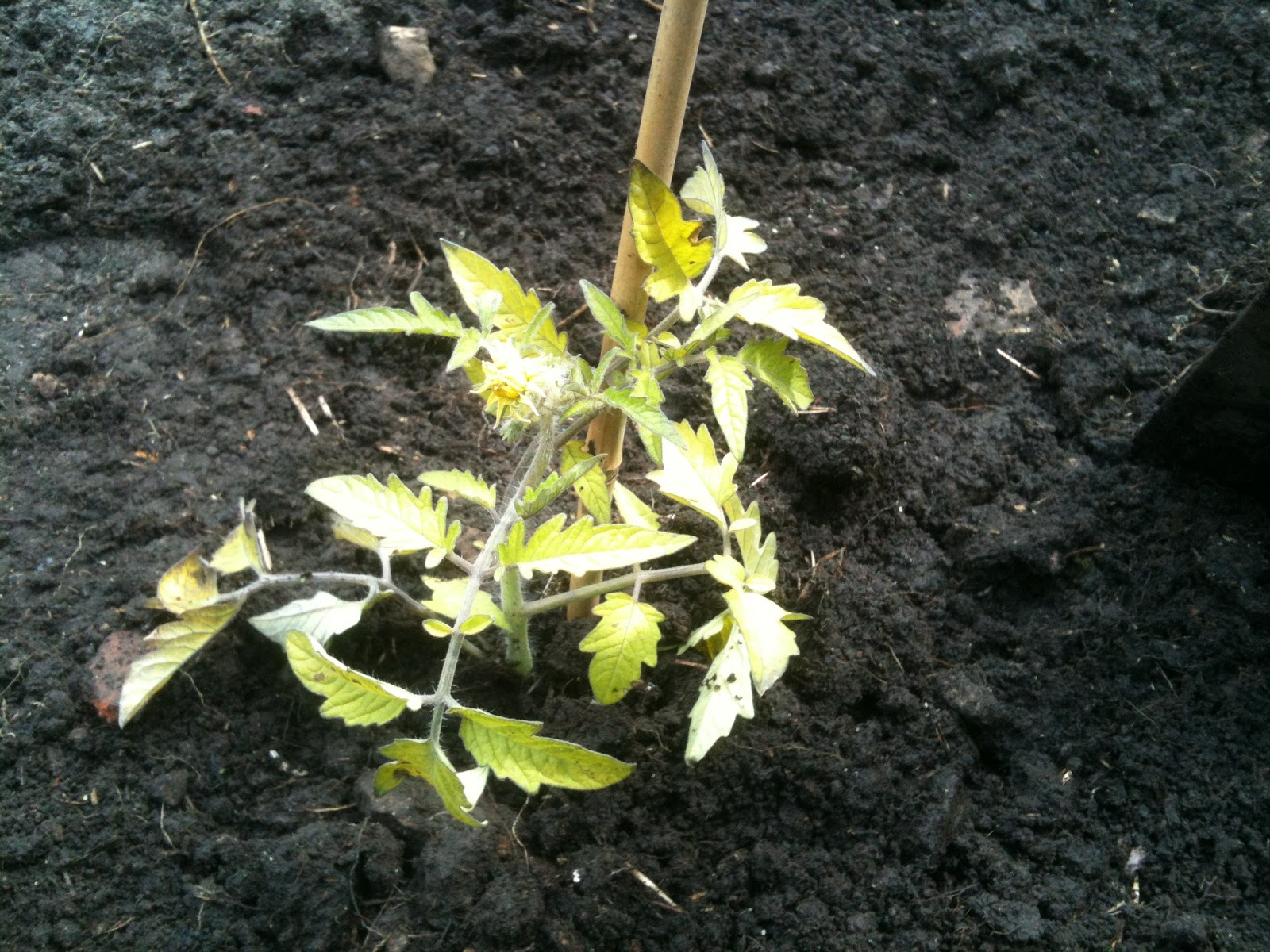 Planting Outdoor Tomatoes Life on Pig Row