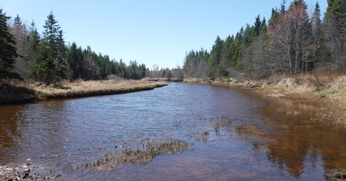 Gunkholing Lightly Spring fishing on the upper Enmore River, PEI