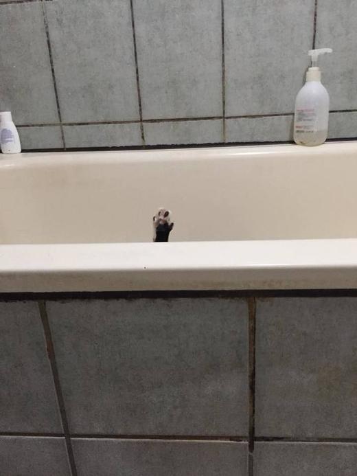 кот терминатор в ванне