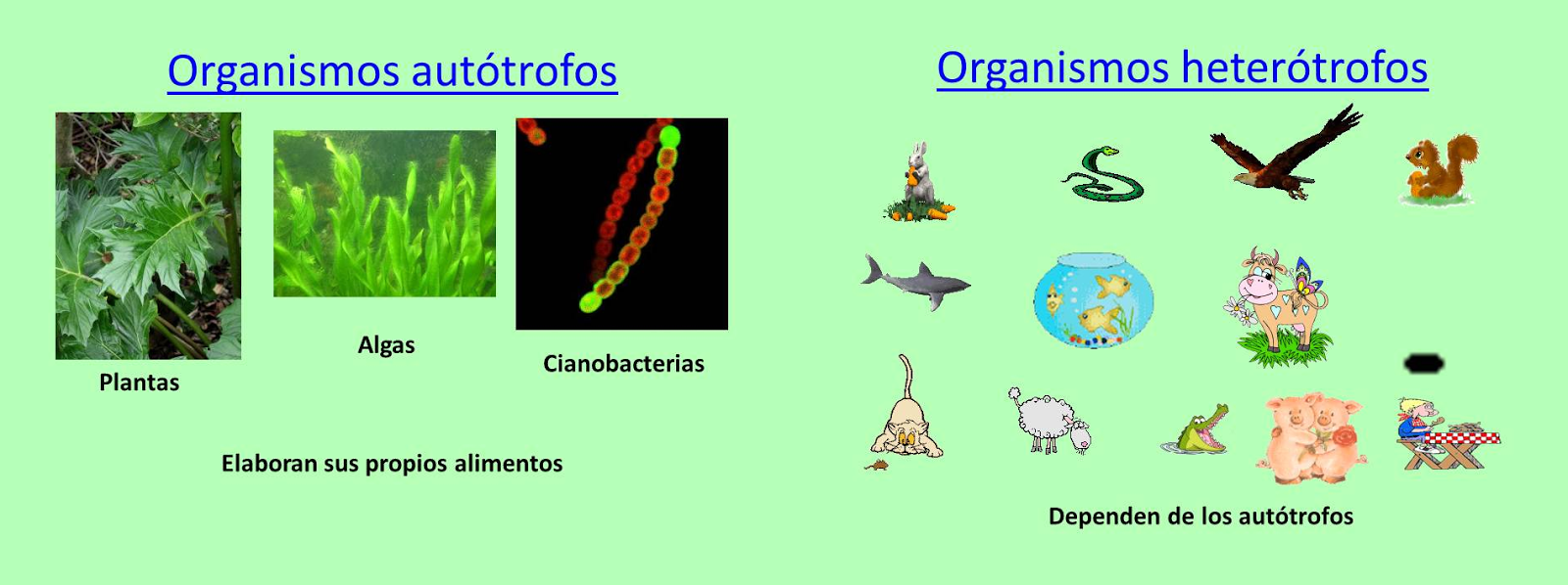 ℒ𝓪 𝓒𝓲𝒆𝓷𝓬𝓲𝓪 𝓭𝒆 𝓐𝓹𝓻𝒆𝓷𝓭𝒆𝓻: Organismos autótrofos,  heterótrofos y su relación