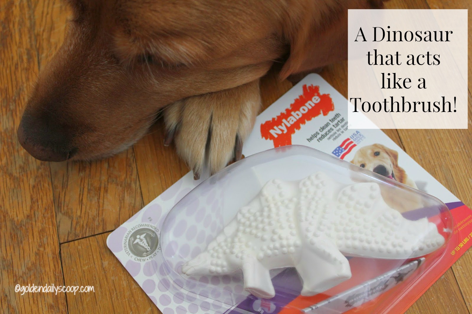Our Top 6 Dental Products for Dogs