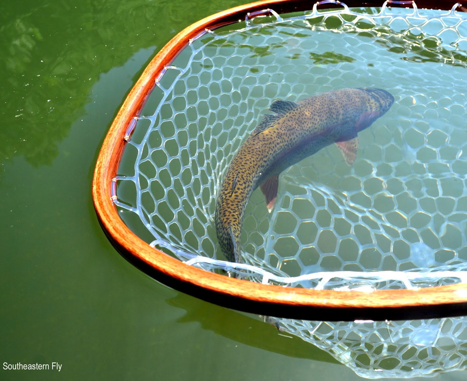 Southeastern Fly Fly Fish Nashville