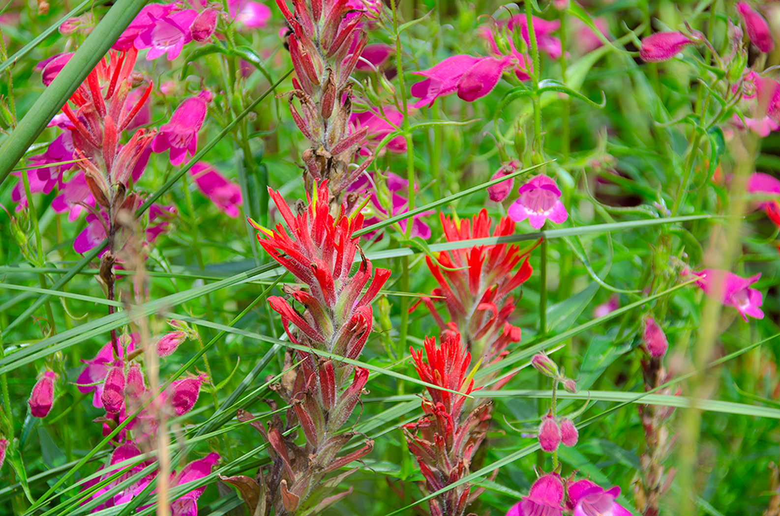 Linda Cochran's Garden: Castillejas