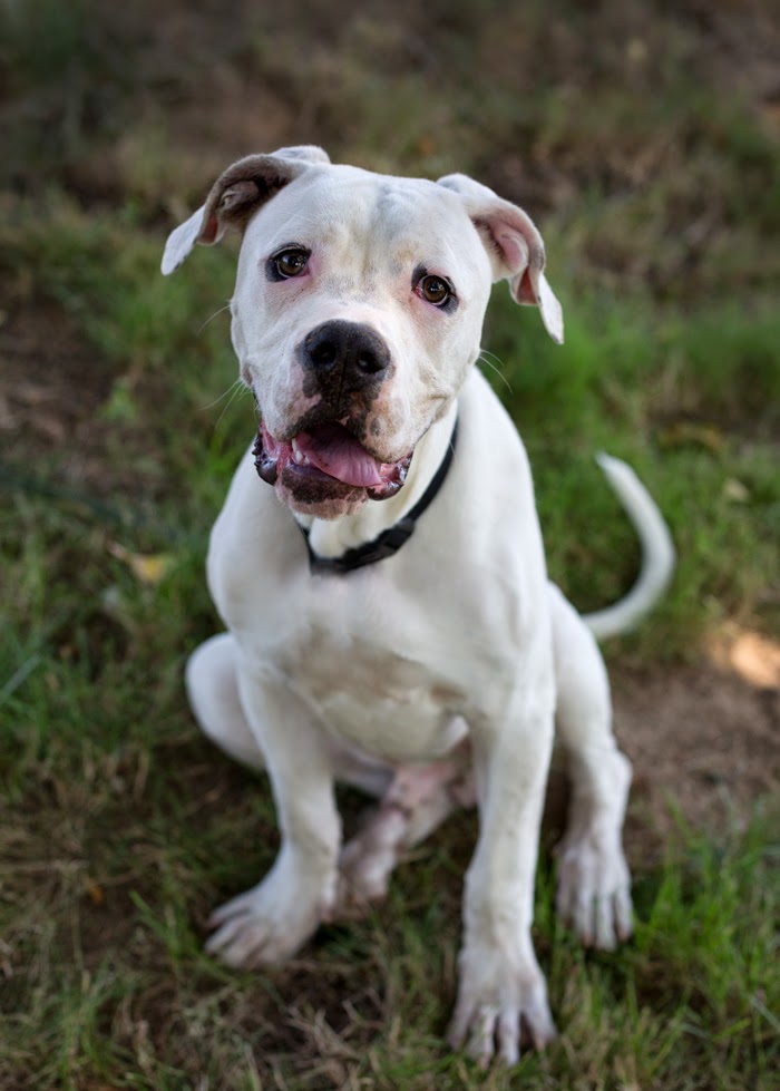 Shelter Dogs Portland: "HOWIE" big puppy - Dogo Argentino (Boxer/Dane?) mix