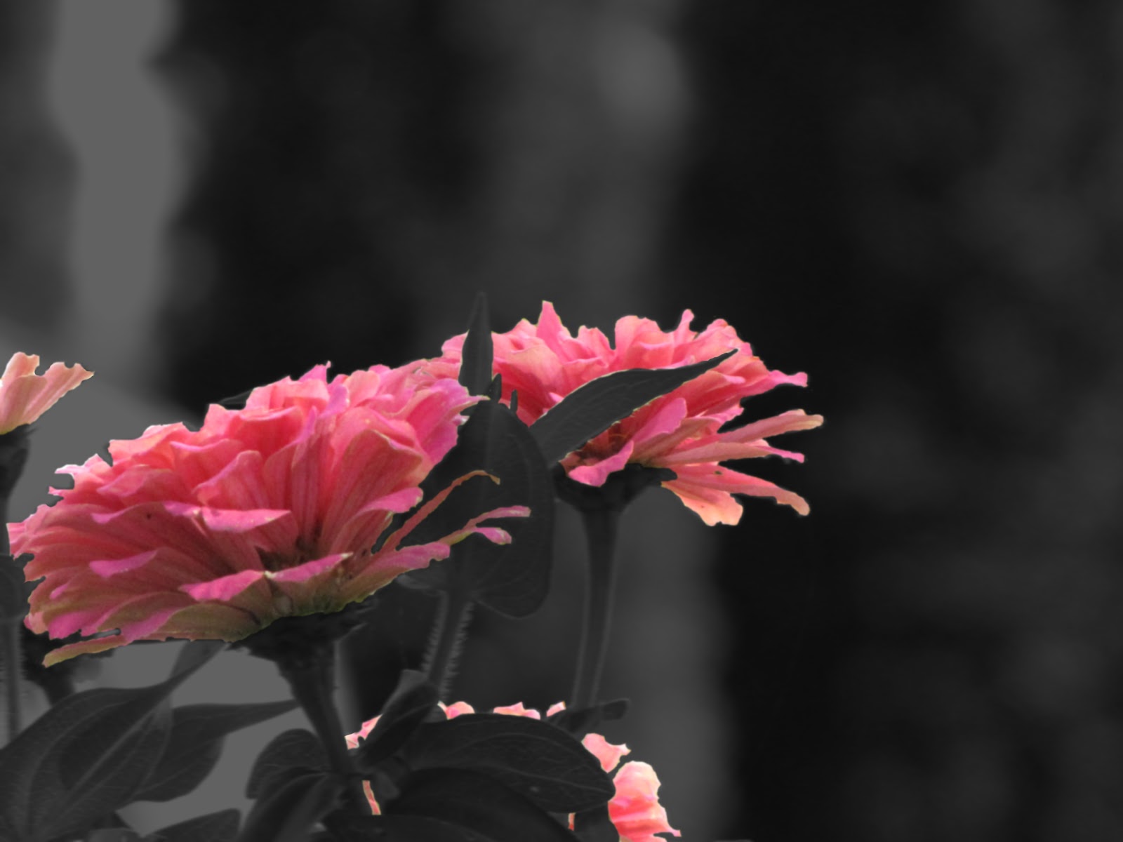 Bedford High School Digital Photo Blog Black and White with Color