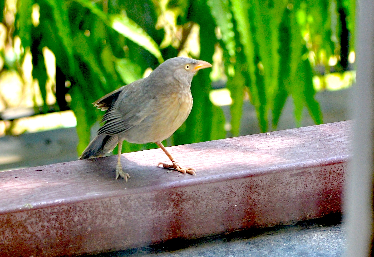 Some common birds of India - A Letter from Kabwata
