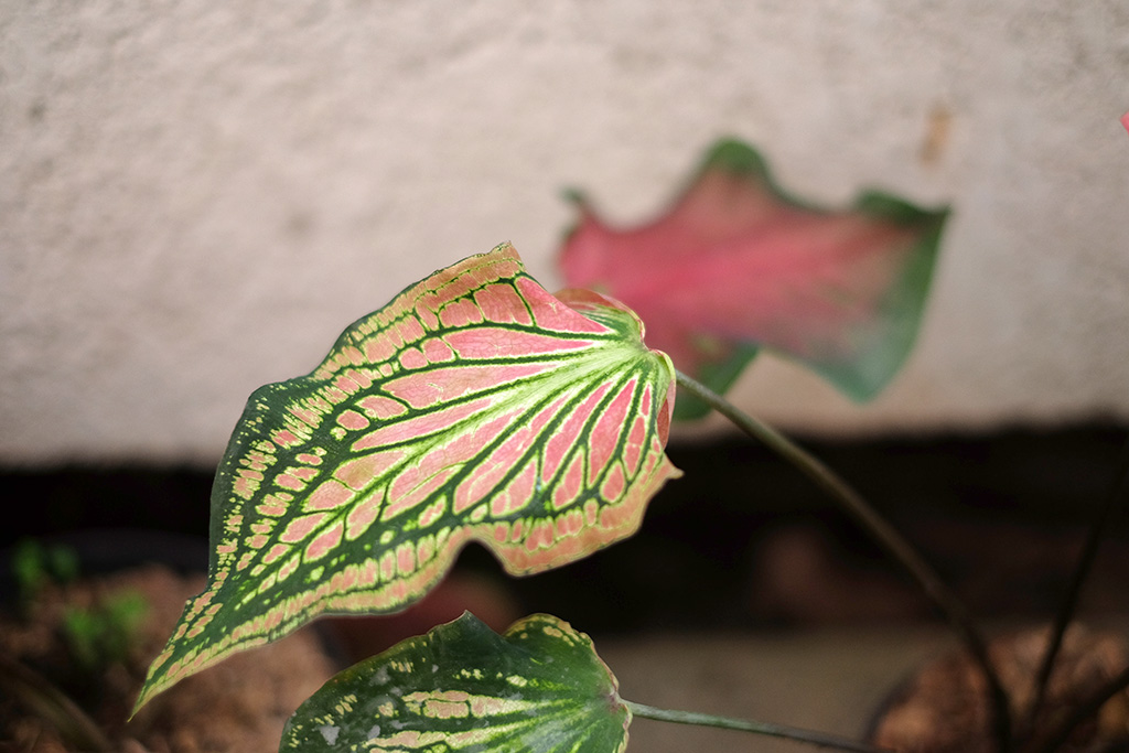 Австралия сингониум