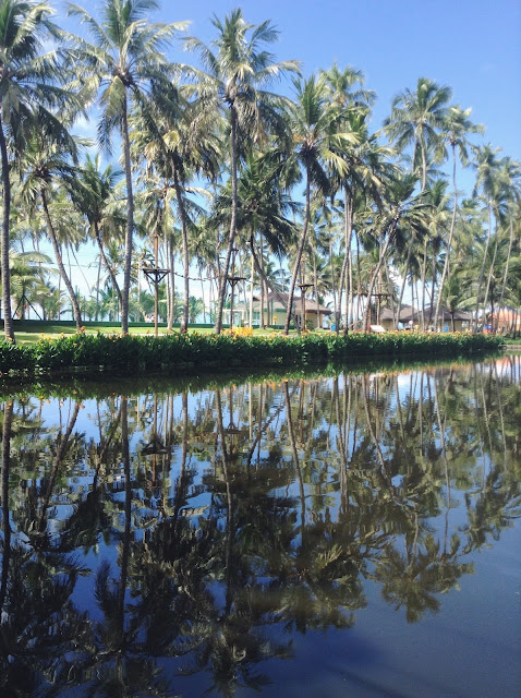Relexo de palmeiras na água