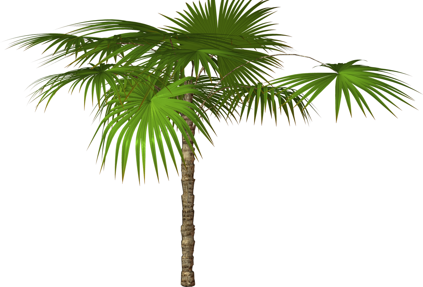 clip art palm tree leaf - photo #29