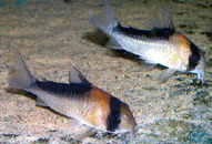 Jenis Ikan Corydoras duplicareus