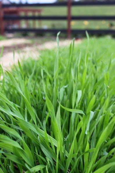 Rye grass, rapid growing cover crops