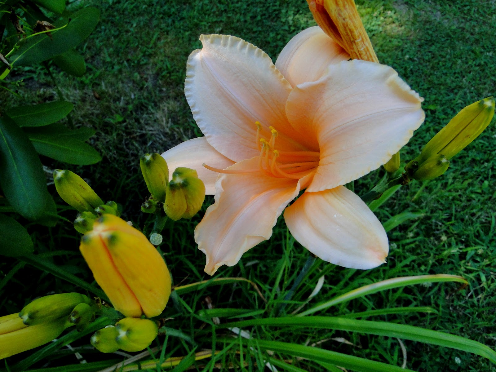 The Green's Backyard Ruffled Peach Daylily