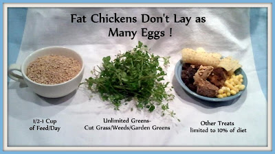 Do chickens eat grass?
