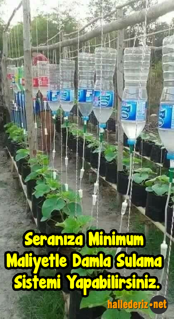 Arazide Amator Sera Yapimi Page 15 Agaclar Net
