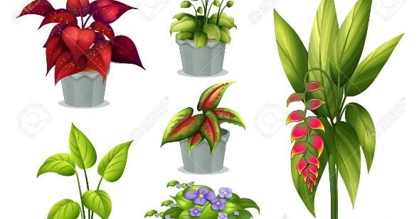 Plantas Ornamentales